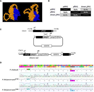 Mutation in the 26S proteasome regulatory subunit rpn2 gene in Plasmodium falciparum confers resistance to artemisinin